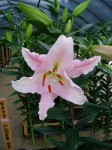 [6279 Lilium 62 No01.JPG]